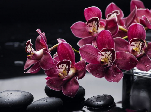 Обои 3D  Бордовые орхидеи