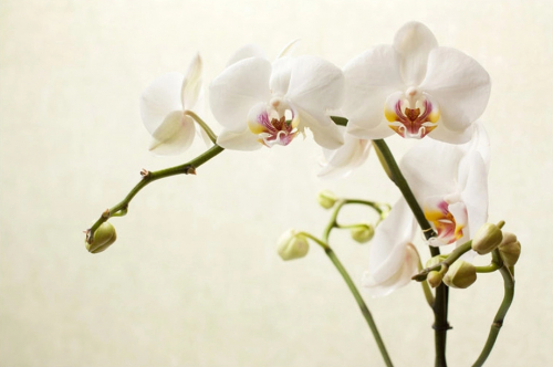 Обои 3D Белая орхидея