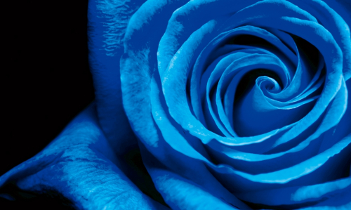 Обои 3D  Синяя роза