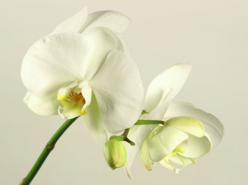 Обои 3D Бело-желтые орхидеи