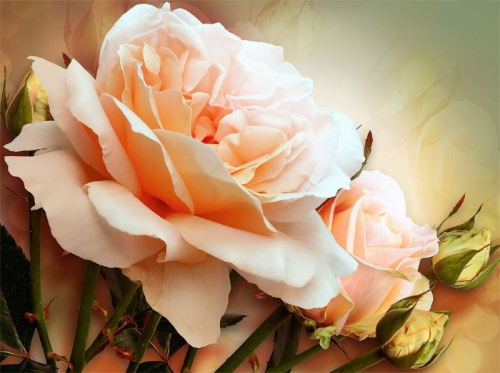 Обои 3D Персиковая роза
