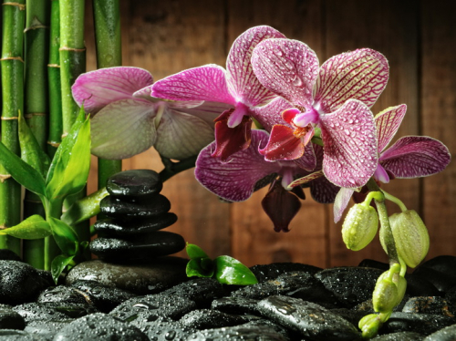 Обои 3D  Орхидея на камне