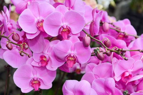 Обои 3D Изобилие фиолетовых орхидей