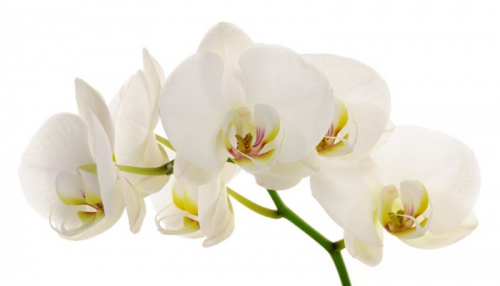 Обои 3D Нежная белая орхидея