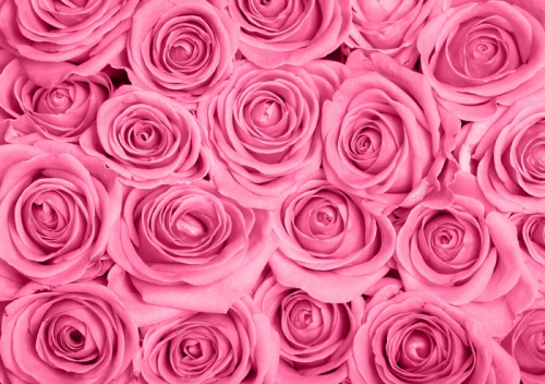 Обои 3D  Розы в розовых тонах