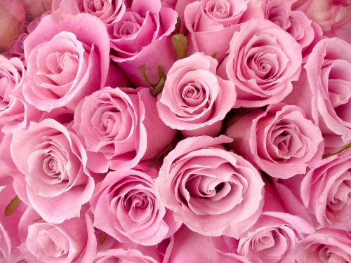 Обои 3D Розовые розы