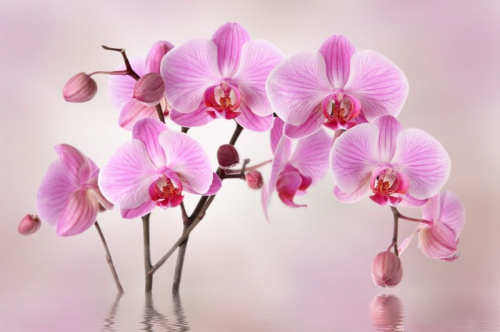 Обои 3D  Розовая орхидея над водой