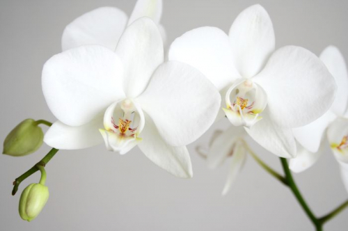 Обои 3D Пара белых орхидей