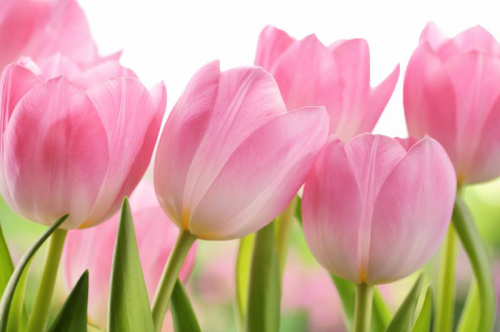 Обои 3D Крупные розовые тюльпаны