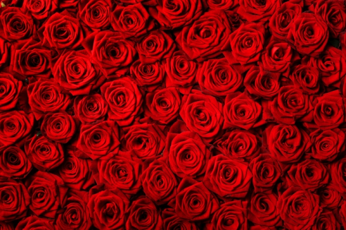 Обои 3D Миллион алых роз
