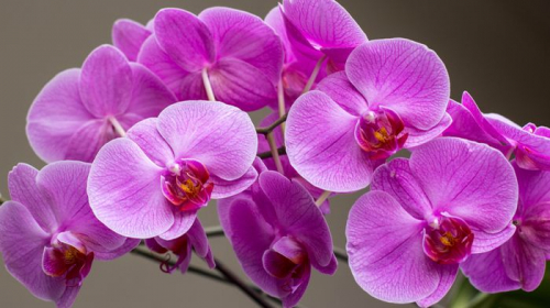 Обои 3D Очаровательные орхидеи
