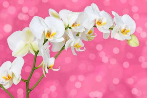 Обои 3D Белая орхидея на розовом фоне
