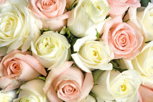 Обои 3D Салатово-розовые розы