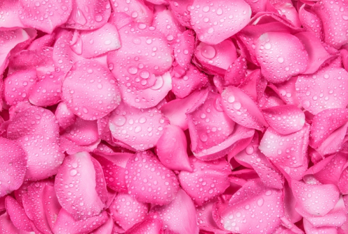 Обои 3D  Розовые лепестки в росе»
