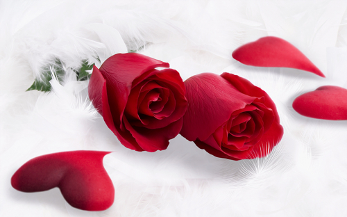 Обои 3D  Красные розы в перьях
