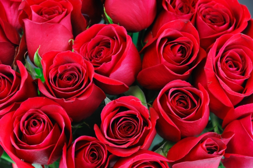 Обои 3D Нежные бордовые розы