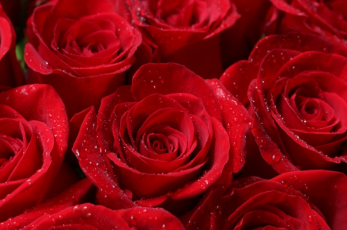 Обои 3D  Бархатные розы в каплях утренней росы