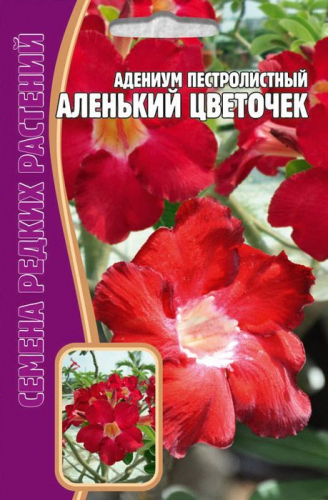 Семена Адениум (Роза пустыни) Аленький цветок 3 шт. уп.