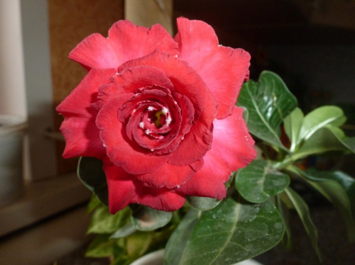 .Адениум (Роза пустыни) Красна девица, дополнительное фото