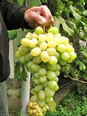 виноград Бороновский (зеленый)