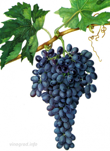 виногрд Киш-миш (синий)