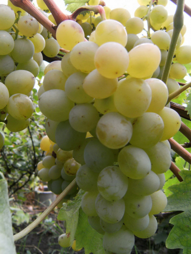 виноград Липецкий белый (белый)