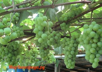 виноград Юбилейный Новгорода (зеленый)