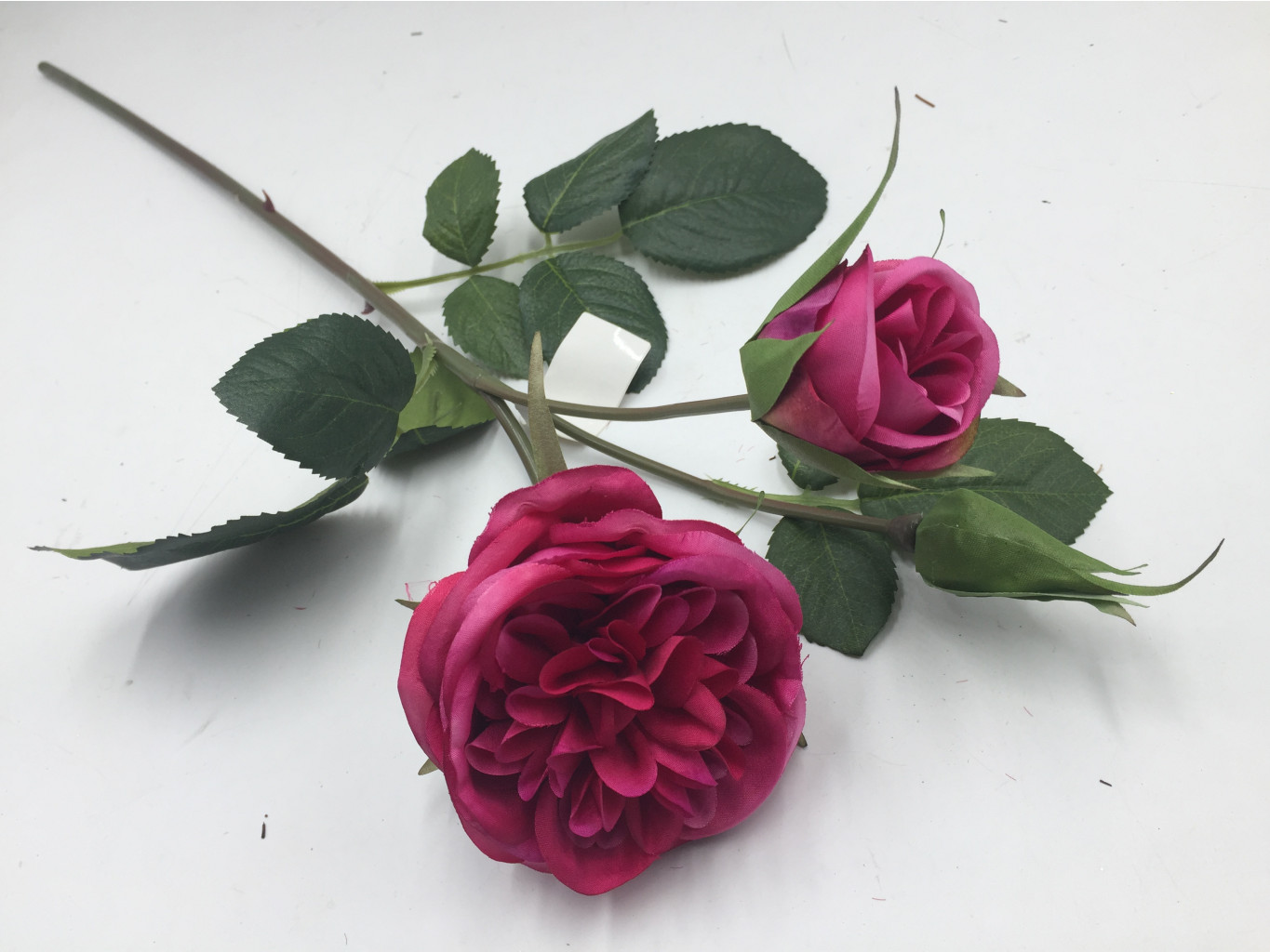 Пионовидная роза фуксия