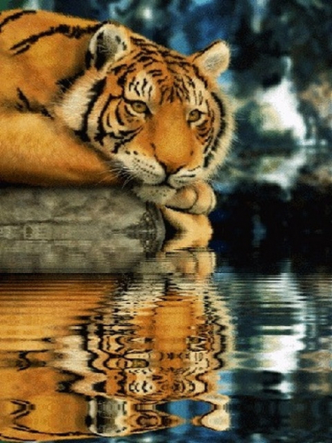 Картина по номерам 40х50 - Грустный тигр