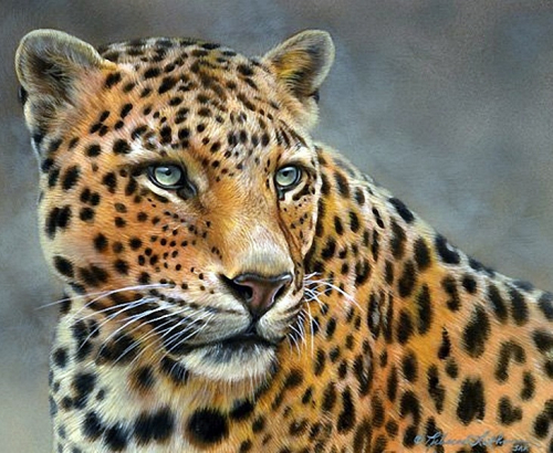 Картина по номерам 40х50 - Красивый леопард