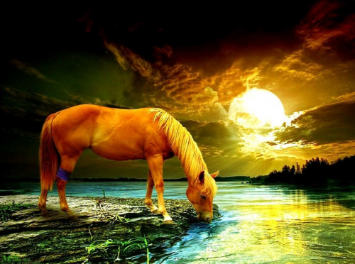 Картина по номерам 40х50 - Лошадь на закате