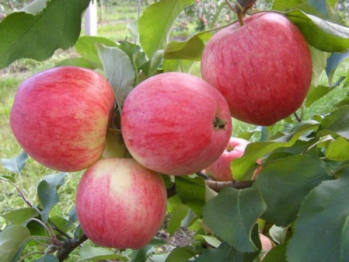 Яблоня Осеннее полосатое C7 150-200 