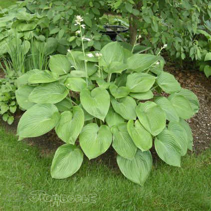 Хоста (Hosta T-Rex C2)