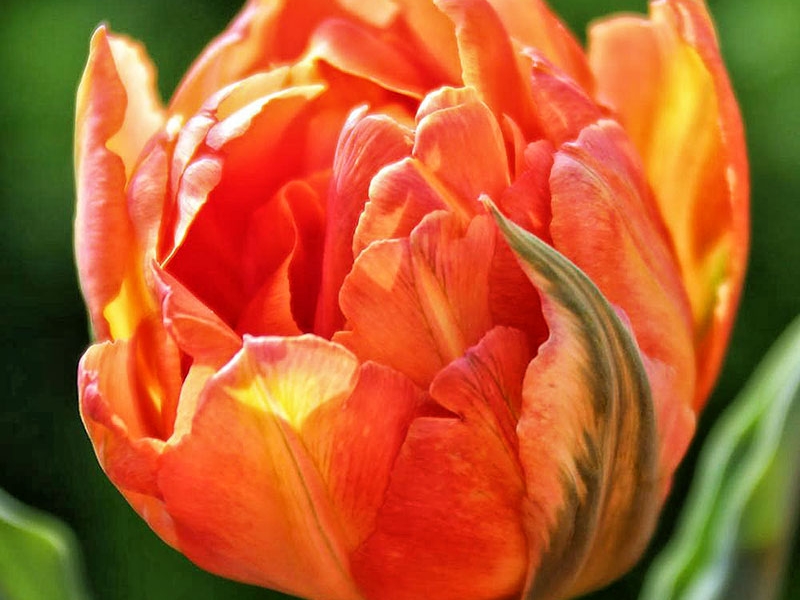 Тюльпан скай хай скарлет фото и описание