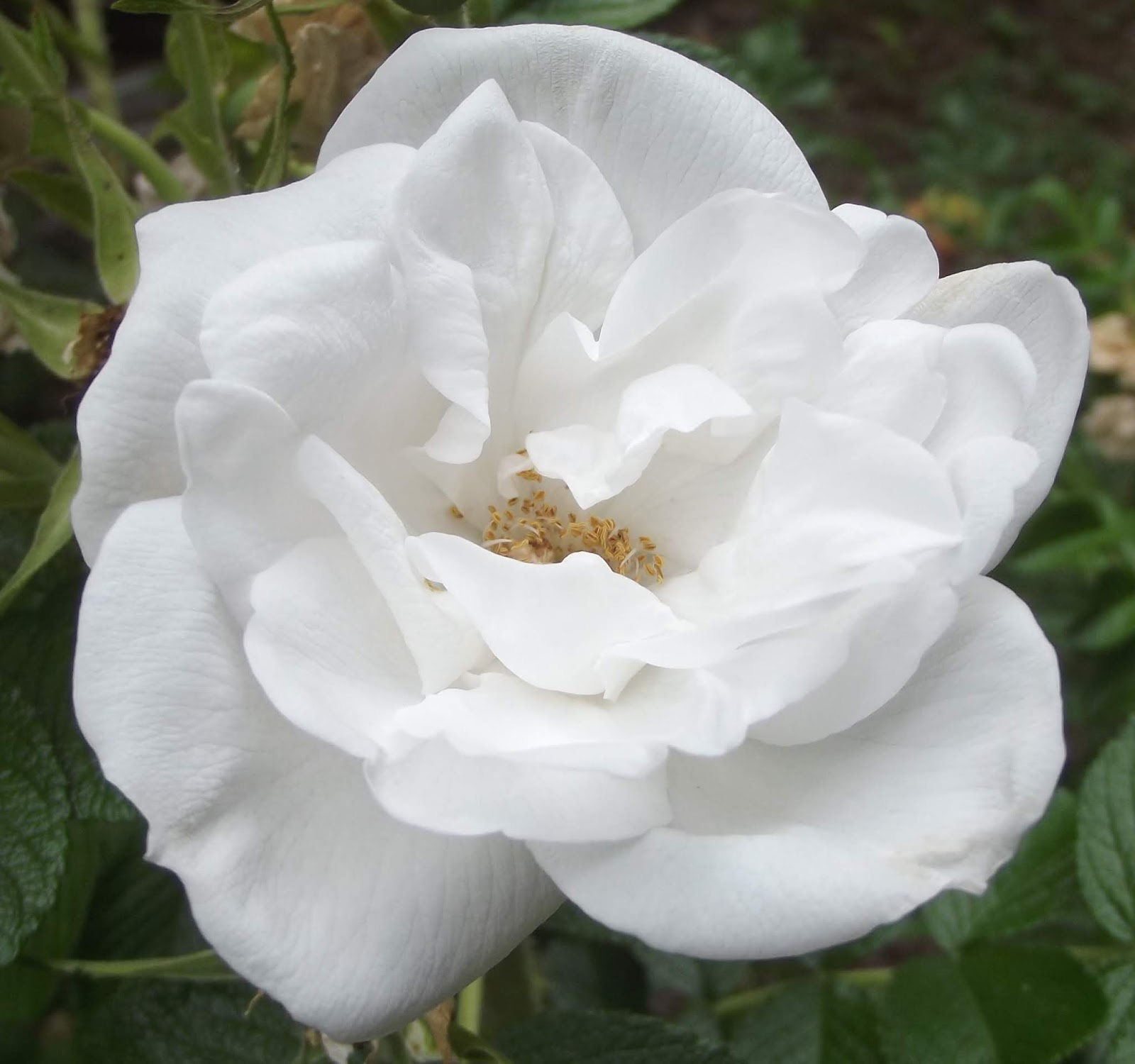 Роза Blanc Double de Coubert (Парковая)