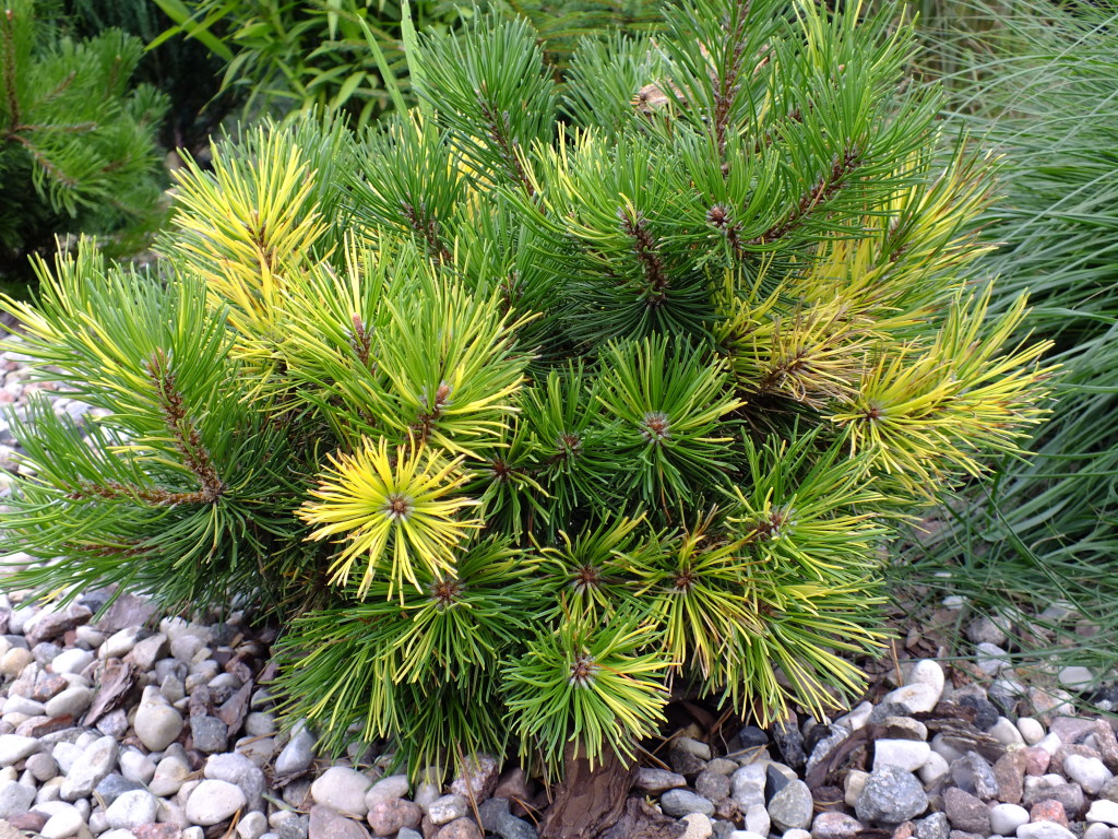 Купить сосны воронеж. Сосна крючковатая (Pinus uncinata "Nana compacta"). Сосна Горная Pinus mugo. Сосна Горная Саншайн. Пинус Муго Саншайн.