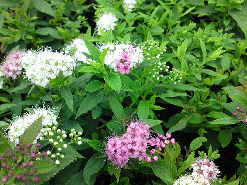 Спирея широбана. Spiraea japonica Shirobana. Спирея японская Spiraea japonica «Genpei» (Shirobana). Спирея японская Генпей (Широбана) (с2). Спирея трехцветная.