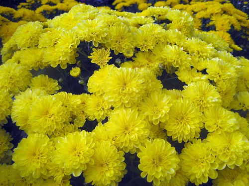 Хризантема корейская жёлтая (1 л)