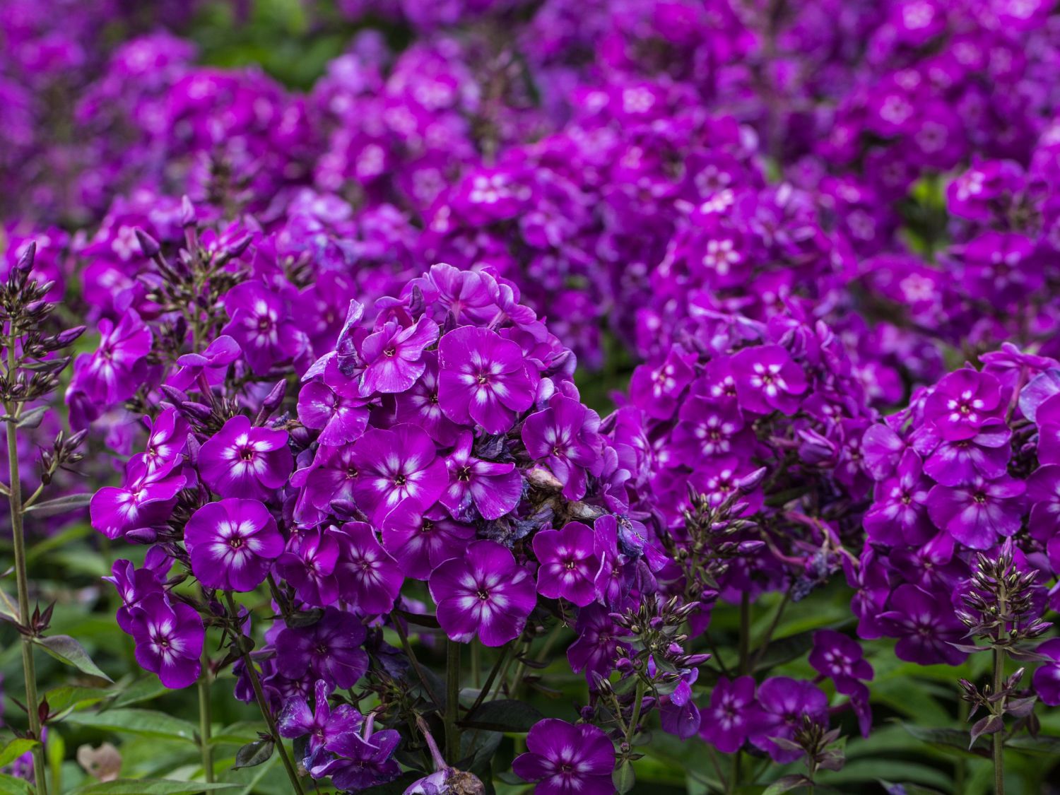 Флокс описание. Флокс метельчатый Phlox paniculata Purple Kiss. Флокс метельчатый сиреневый. Флокс метельчатый Пепл Кисс. Флокс метельчатый сиренево_фиолетовый.