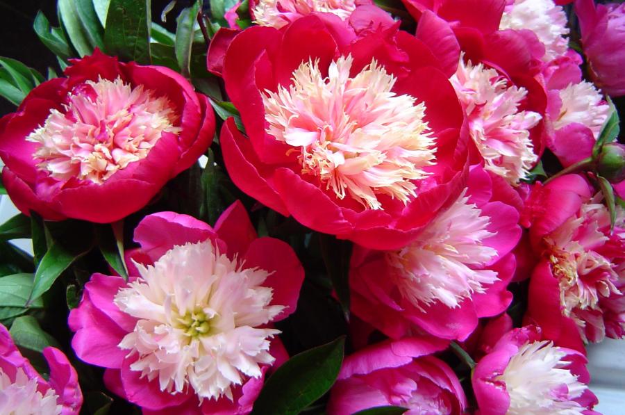 Herbaceous Peony Paeonia Lactiflora Gay Paree Breeder