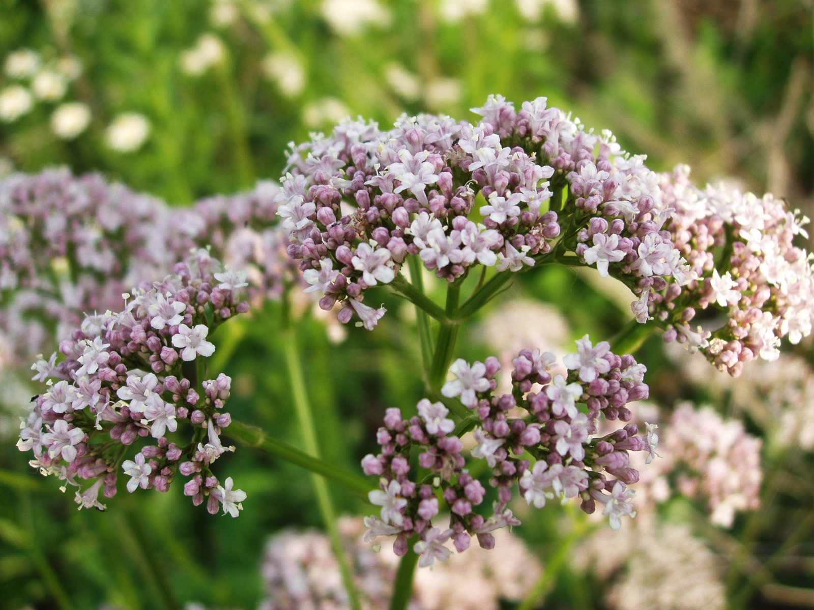 Валериана лекарственная / Valeriána officinális