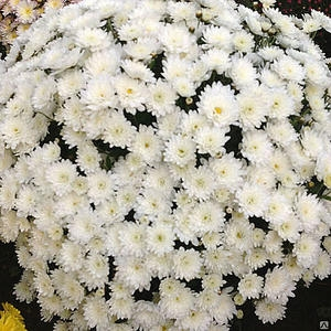 Хризантема Branbeach White