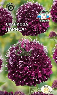 Цветы Скабиоза Лариса (0,1 г) Седек