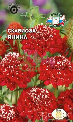 Цветы Скабиоза Янина (0,1 г) Седек