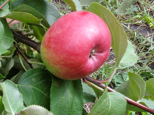 Сорт яблони румянка свердловская фото