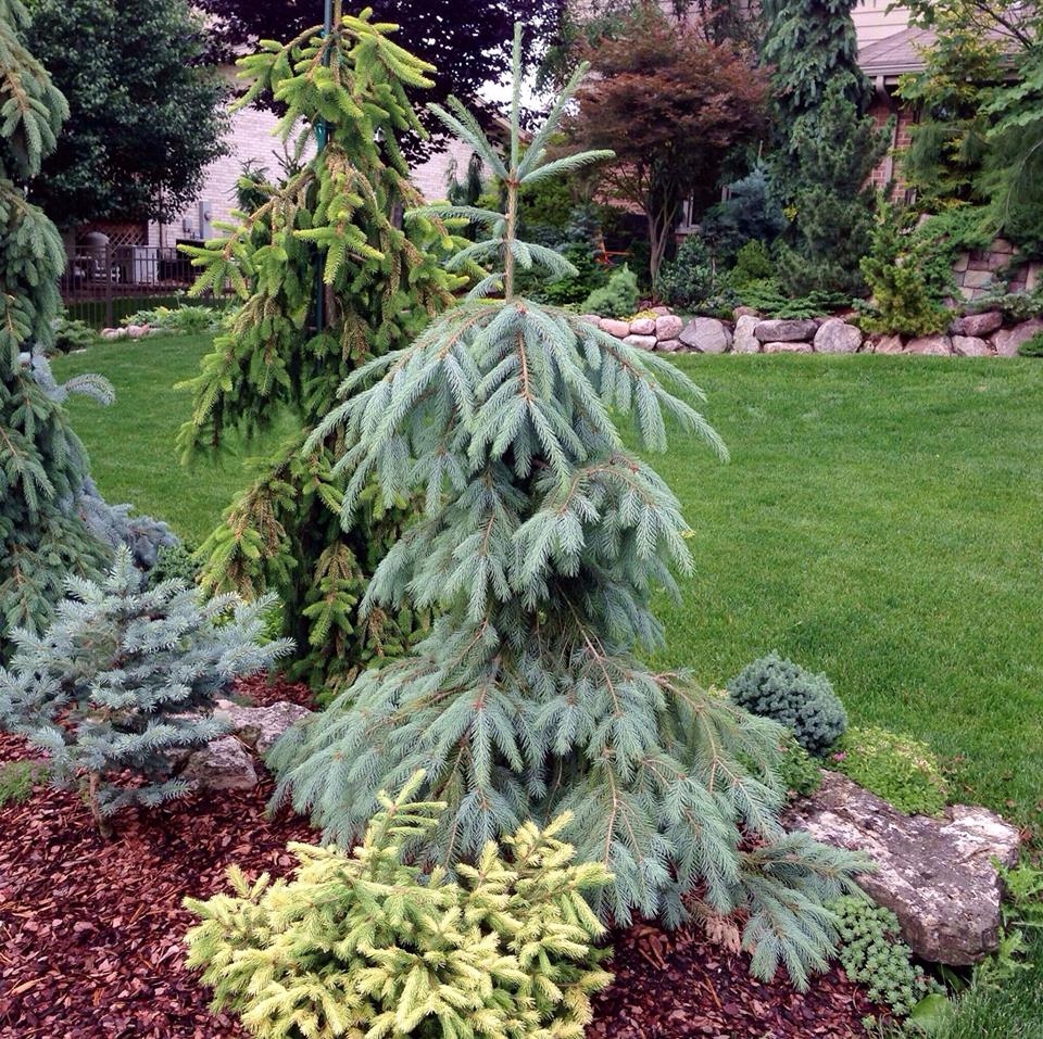 Picea glauca pendula фото