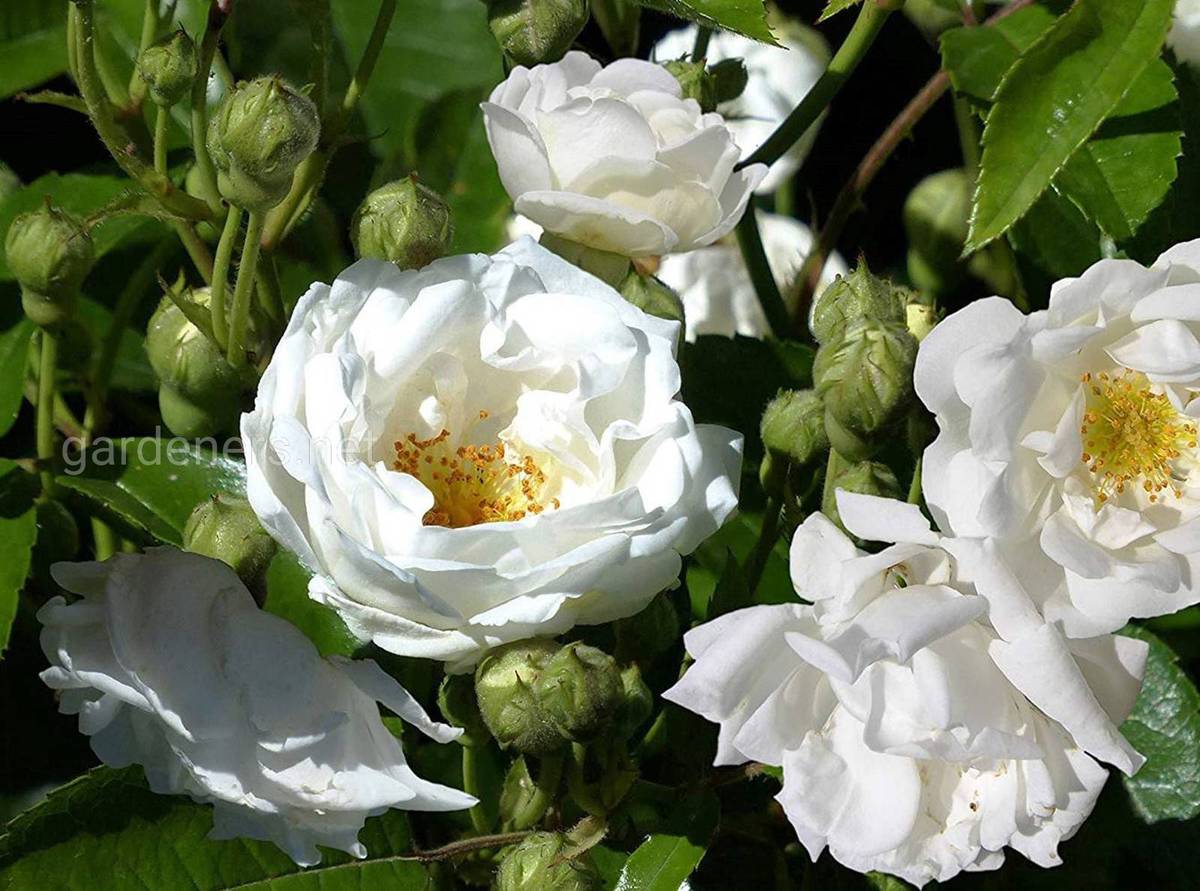Полиантовая роза Yvonne Rabier.