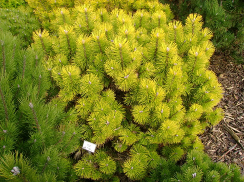 Сосна Pinus m. Zundert C7,5 (30 - 40)