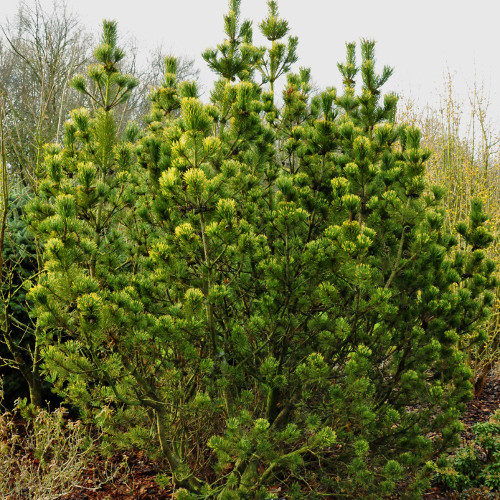 Сосна Pinus m. Pal Maleter C3 (20 - 30)