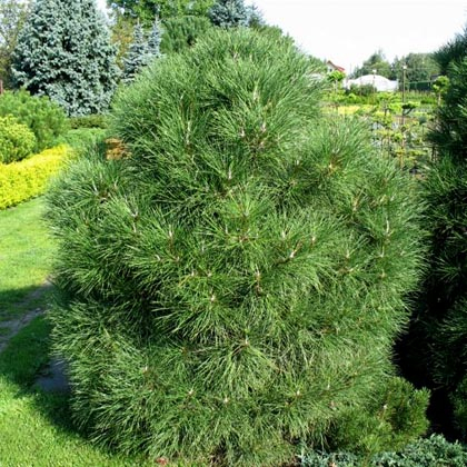 Сосна Pinus m. Varella C3 (20 - 30)